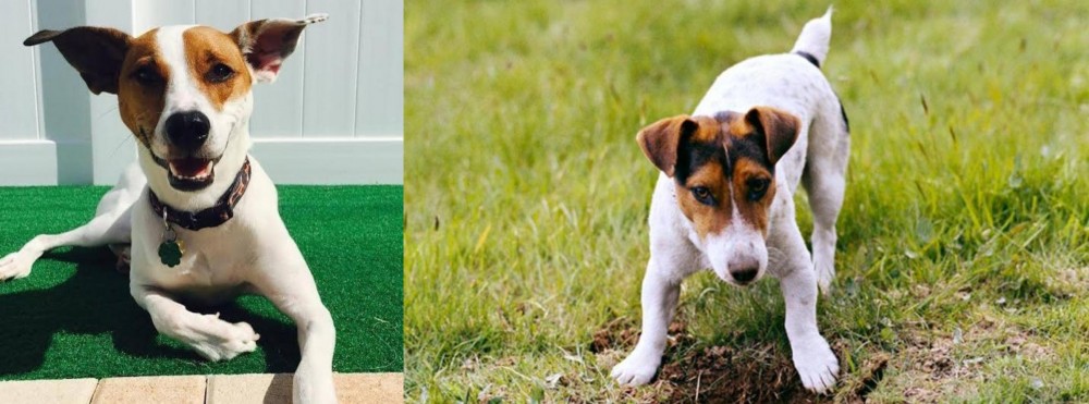 Russell Terrier vs Feist - Breed Comparison