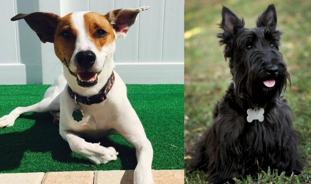 Scoland Terrier vs Feist - Breed Comparison