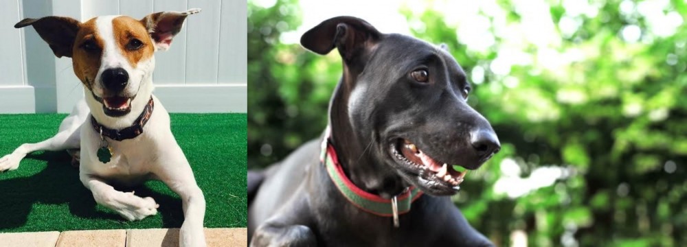 Shepard Labrador vs Feist - Breed Comparison