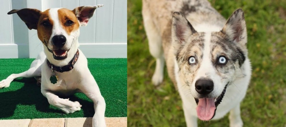 Shepherd Husky vs Feist - Breed Comparison