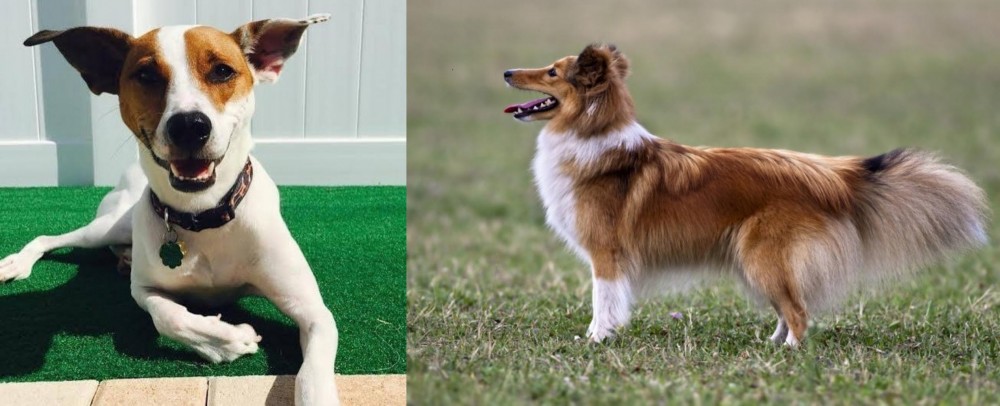 Shetland Sheepdog vs Feist - Breed Comparison