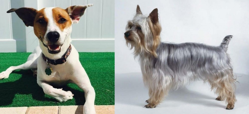 Silky Terrier vs Feist - Breed Comparison