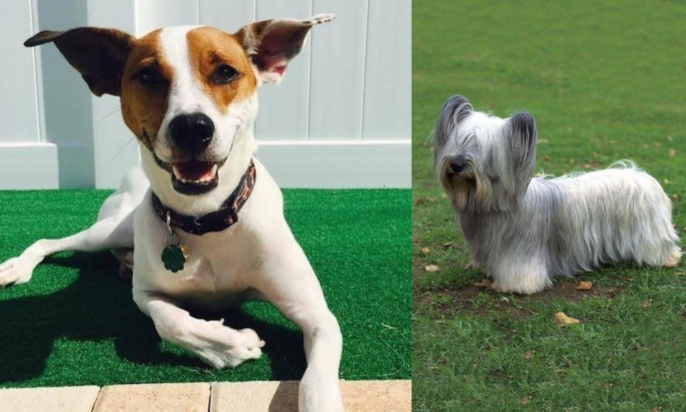 Skye Terrier vs Feist - Breed Comparison