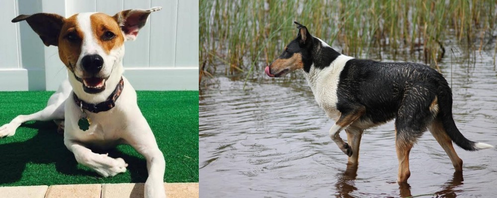 Smooth Collie vs Feist - Breed Comparison