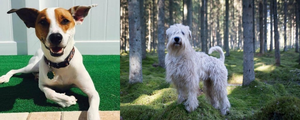 Soft-Coated Wheaten Terrier vs Feist - Breed Comparison
