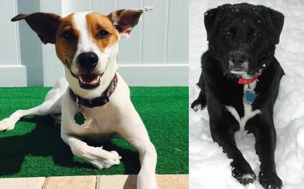 St. John's Water Dog vs Feist - Breed Comparison