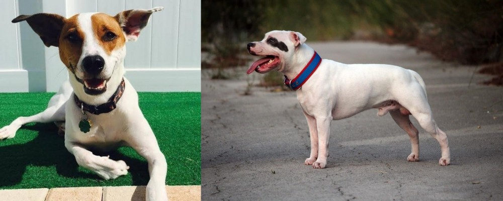 Staffordshire Bull Terrier vs Feist - Breed Comparison