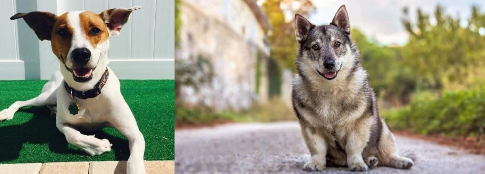 Swedish Vallhund vs Feist - Breed Comparison