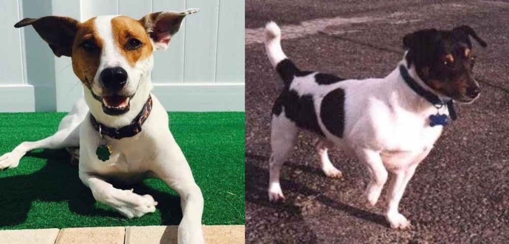 Teddy Roosevelt Terrier vs Feist - Breed Comparison