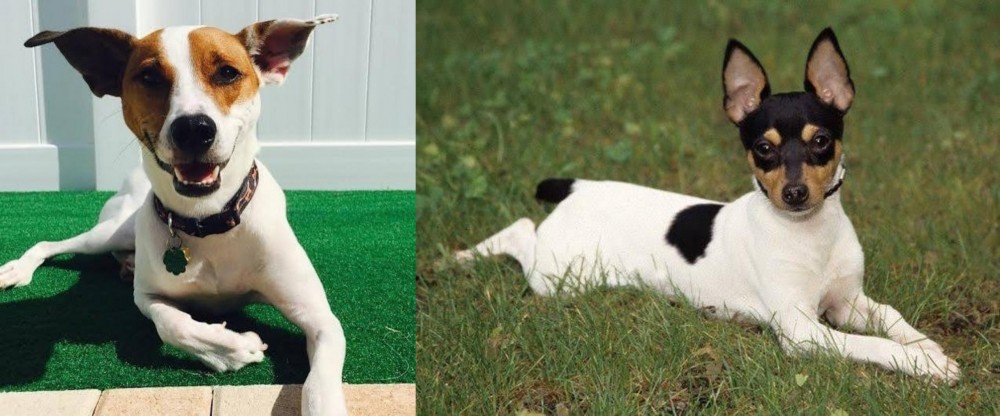 Toy Fox Terrier vs Feist - Breed Comparison