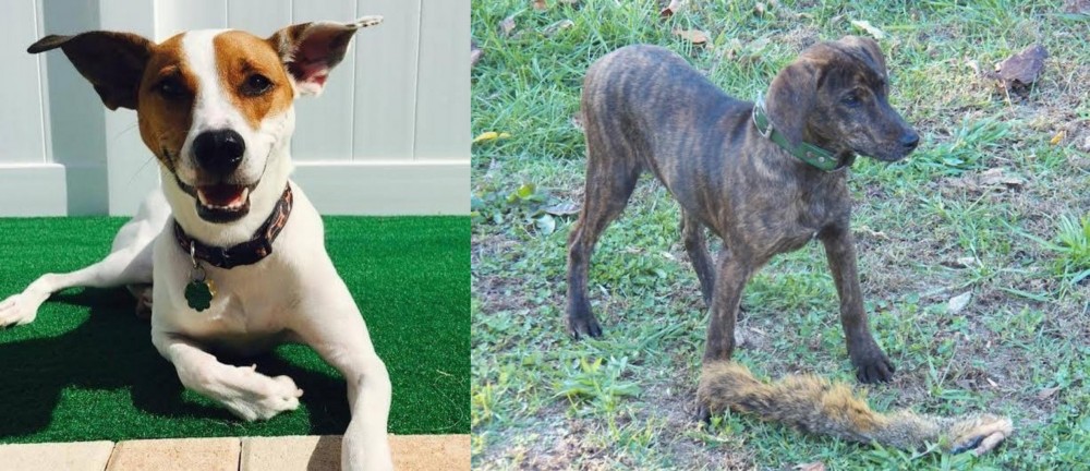 Treeing Cur vs Feist - Breed Comparison