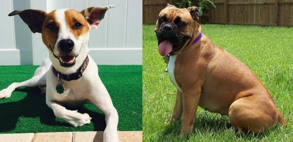 Valley Bulldog vs Feist - Breed Comparison