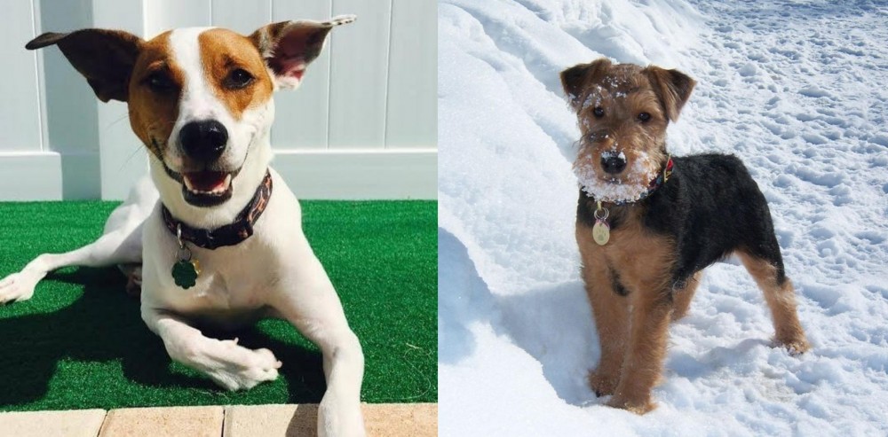 Welsh Terrier vs Feist - Breed Comparison
