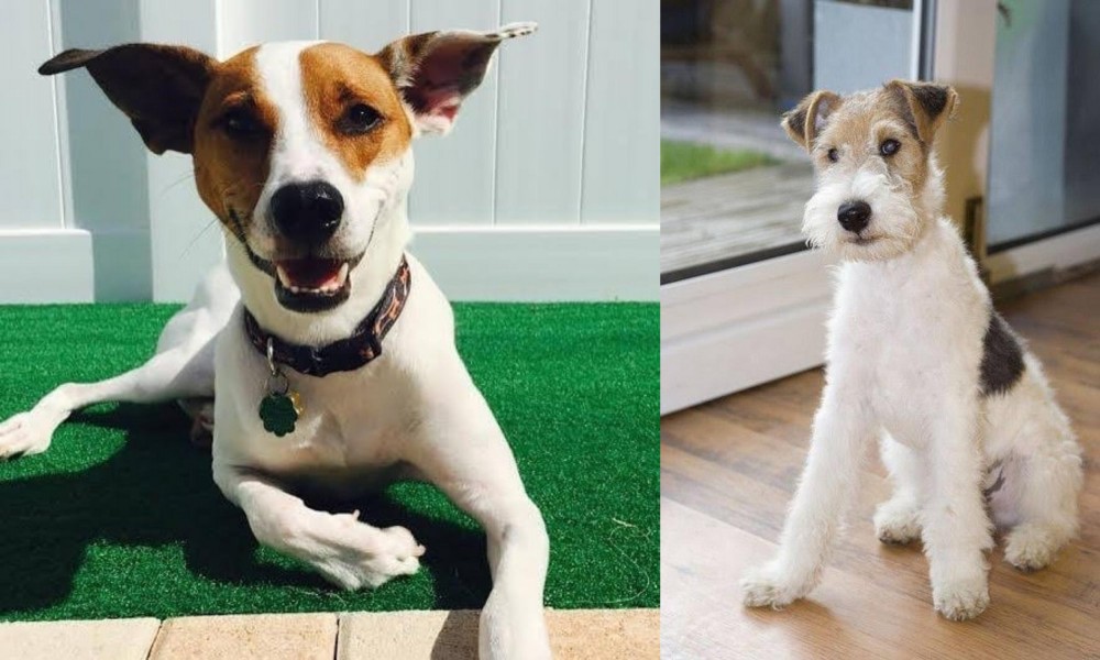 Wire Fox Terrier vs Feist - Breed Comparison