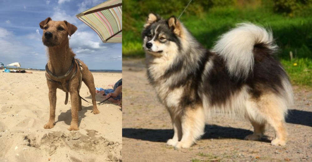 Finnish Lapphund vs Fell Terrier - Breed Comparison