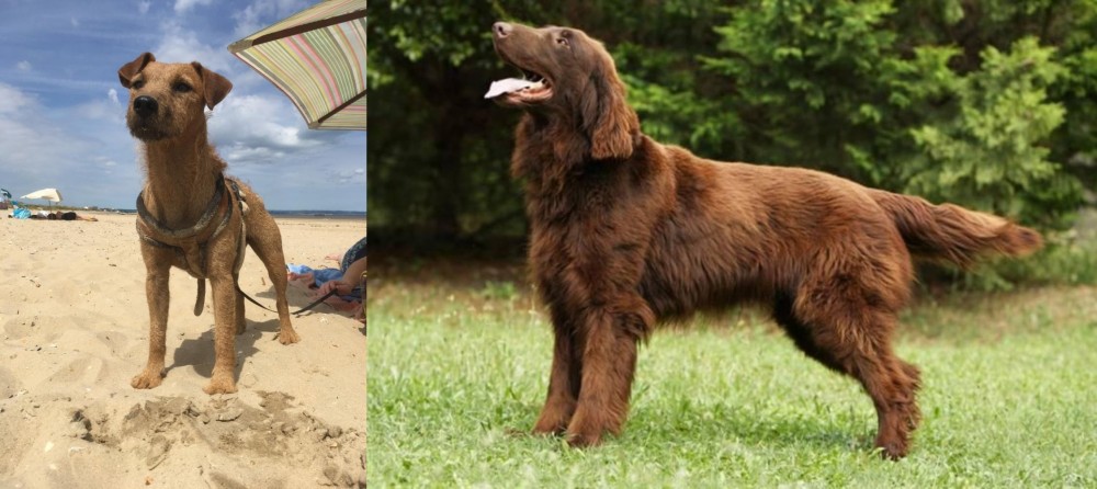 Flat-Coated Retriever vs Fell Terrier - Breed Comparison
