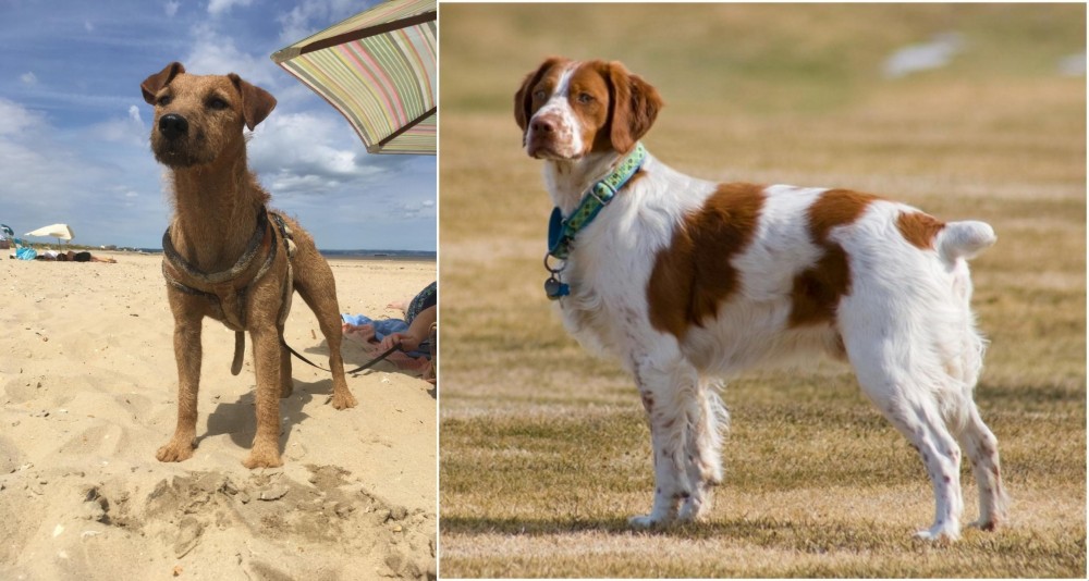 French Brittany vs Fell Terrier - Breed Comparison