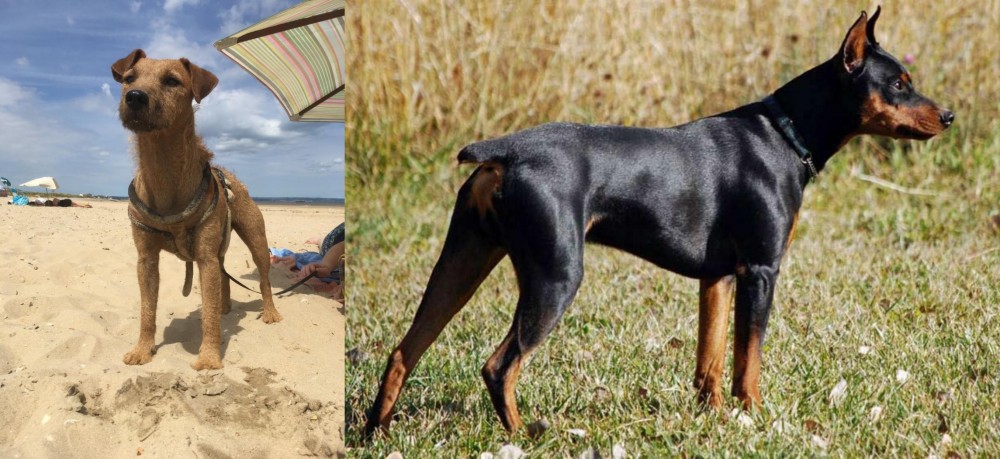 German Pinscher vs Fell Terrier - Breed Comparison