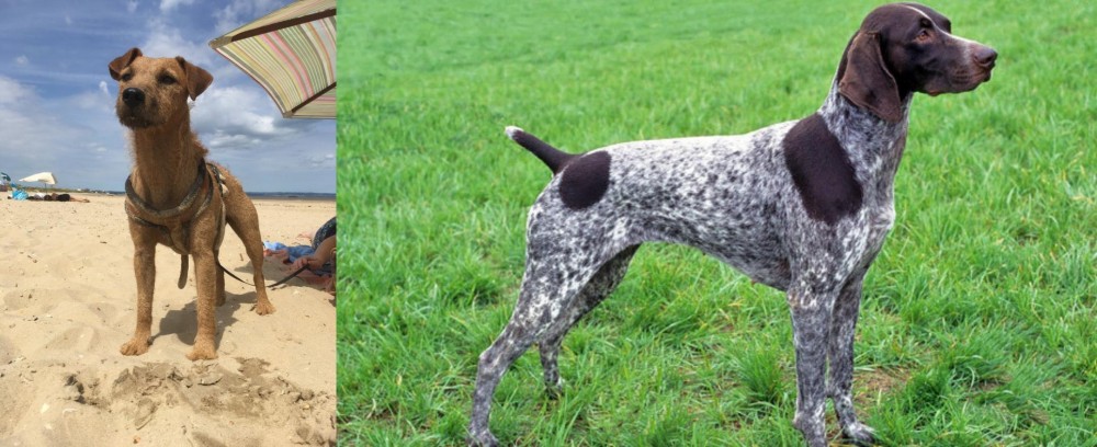 German Shorthaired Pointer vs Fell Terrier - Breed Comparison