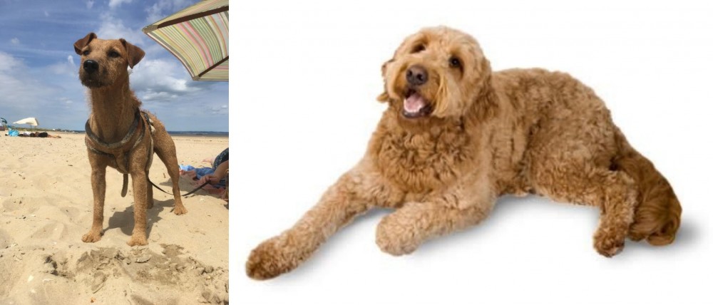 Golden Doodle vs Fell Terrier - Breed Comparison