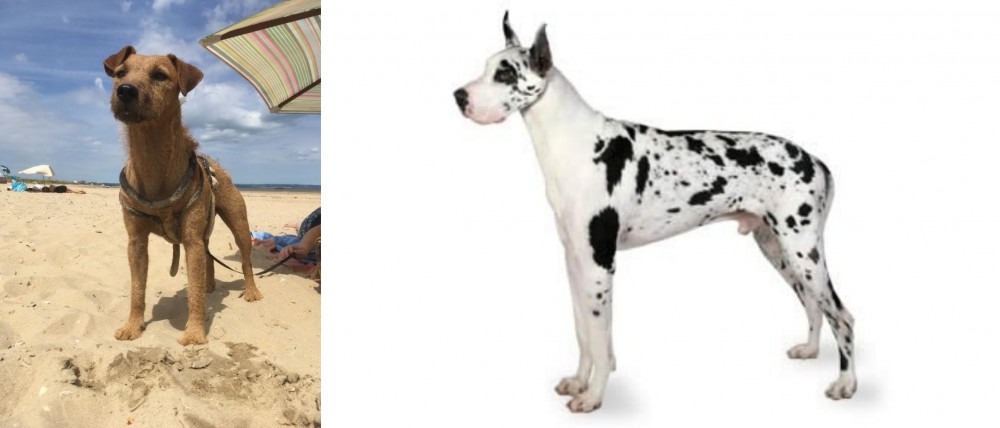 Great Dane vs Fell Terrier - Breed Comparison