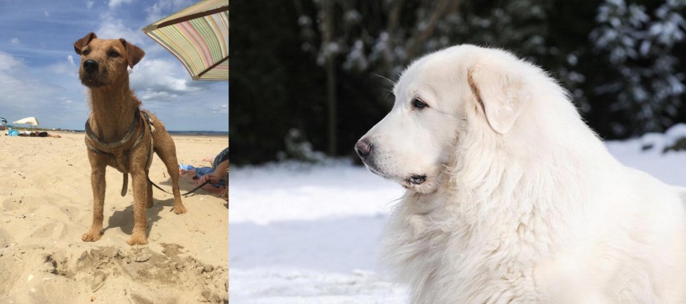 Great Pyrenees vs Fell Terrier - Breed Comparison