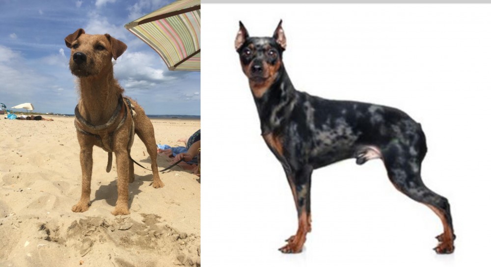 Harlequin Pinscher vs Fell Terrier - Breed Comparison
