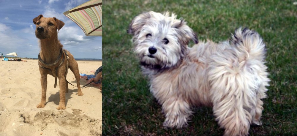 Havapoo vs Fell Terrier - Breed Comparison