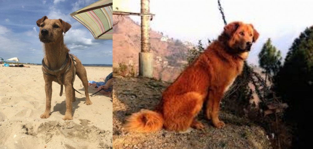 Himalayan Sheepdog vs Fell Terrier - Breed Comparison