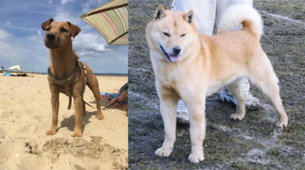 Hokkaido vs Fell Terrier - Breed Comparison