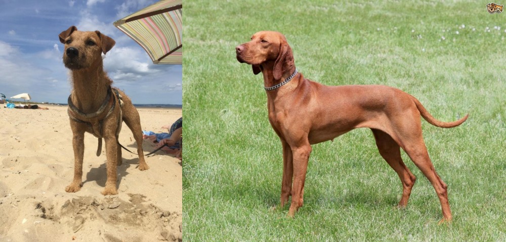 Hungarian Vizsla vs Fell Terrier - Breed Comparison