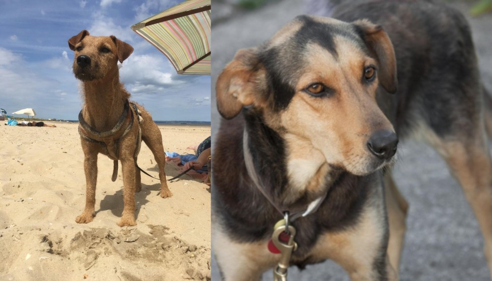 Huntaway vs Fell Terrier - Breed Comparison
