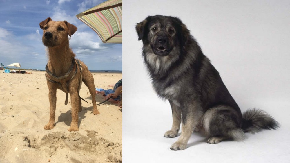 Istrian Sheepdog vs Fell Terrier - Breed Comparison