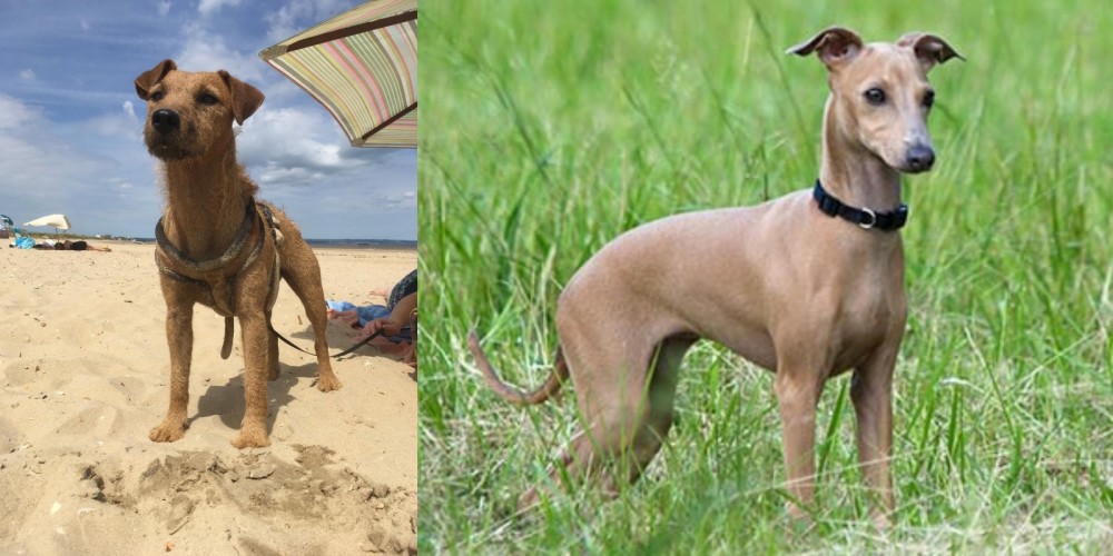 Italian Greyhound vs Fell Terrier - Breed Comparison