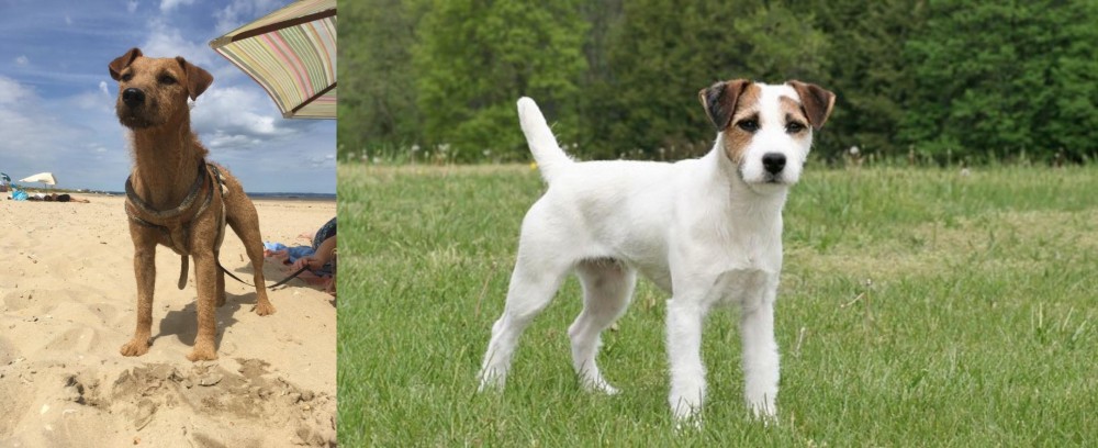 Jack Russell Terrier vs Fell Terrier - Breed Comparison