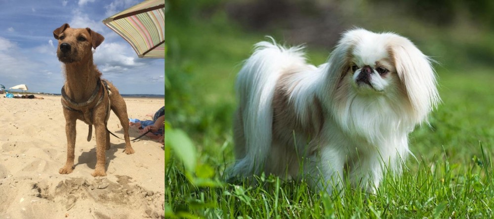 Japanese Chin vs Fell Terrier - Breed Comparison