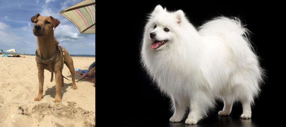 Japanese Spitz vs Fell Terrier - Breed Comparison