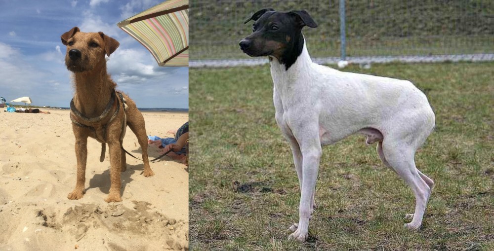 Japanese Terrier vs Fell Terrier - Breed Comparison