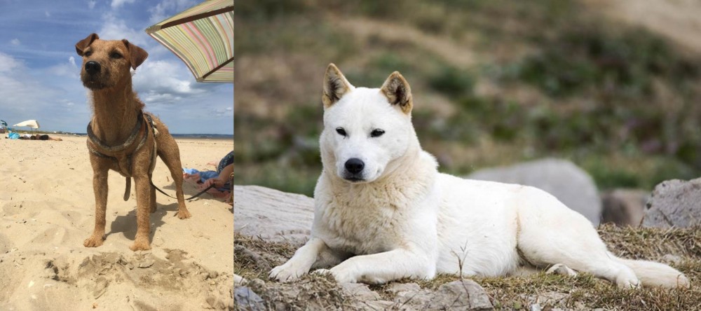 Jindo vs Fell Terrier - Breed Comparison