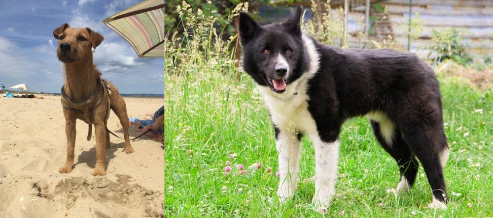 Karelian Bear Dog vs Fell Terrier - Breed Comparison