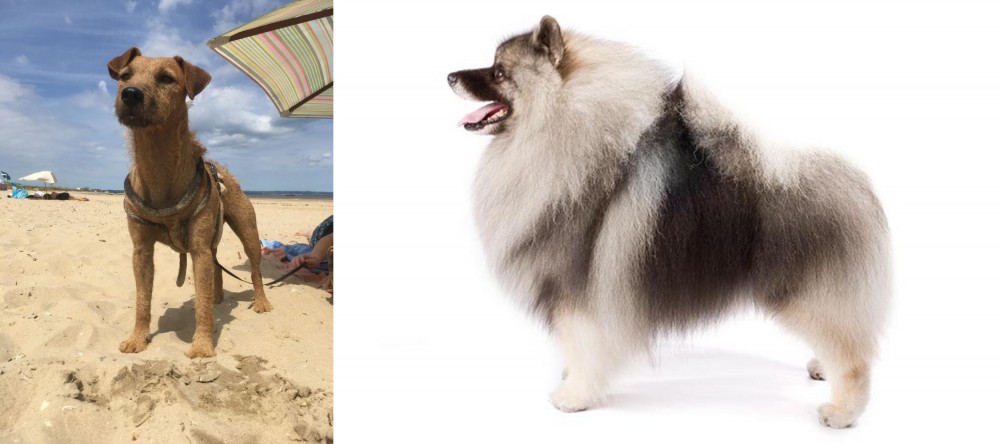 Keeshond vs Fell Terrier - Breed Comparison