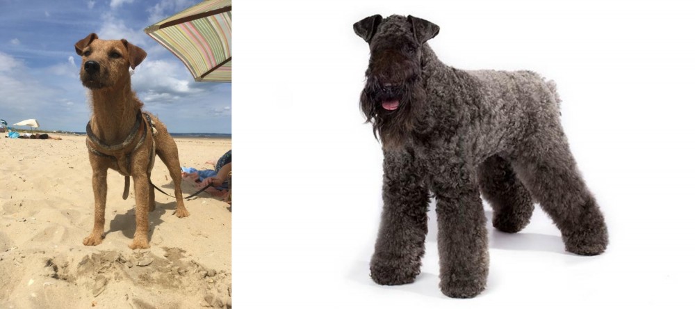 Kerry Blue Terrier vs Fell Terrier - Breed Comparison