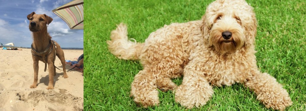 Labradoodle vs Fell Terrier - Breed Comparison