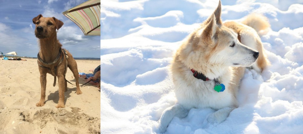 Labrador Husky vs Fell Terrier - Breed Comparison