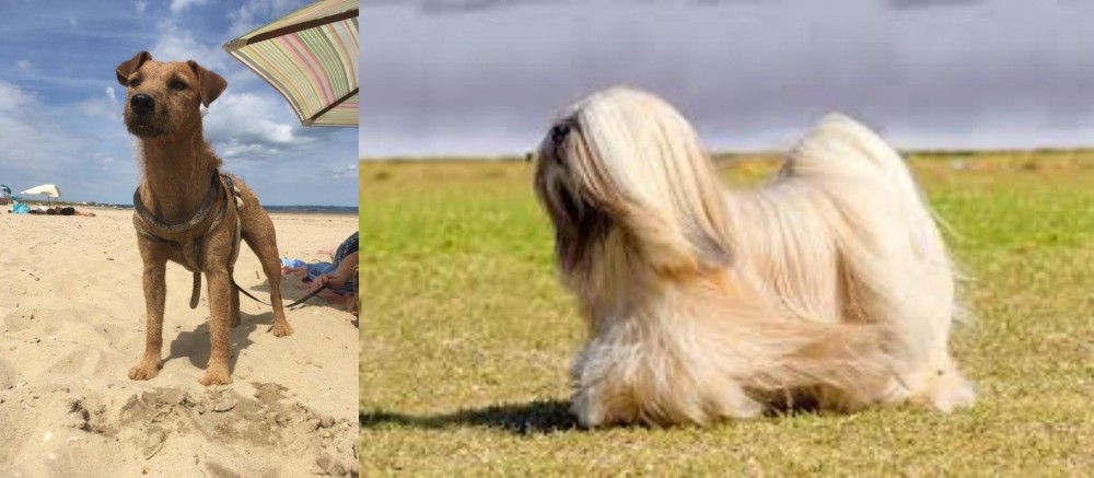 Lhasa Apso vs Fell Terrier - Breed Comparison