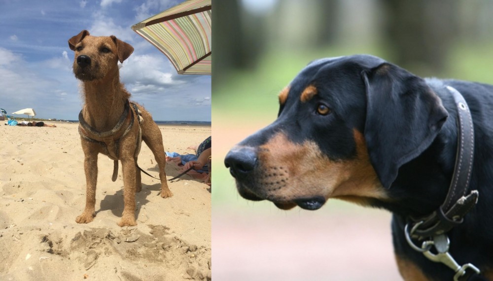 Lithuanian Hound vs Fell Terrier - Breed Comparison