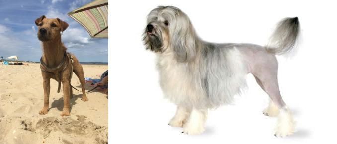 Lowchen vs Fell Terrier - Breed Comparison