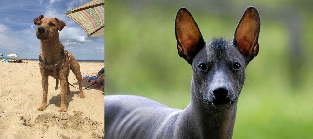 Mexican Hairless vs Fell Terrier - Breed Comparison