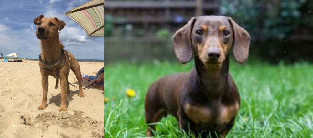 Miniature Dachshund vs Fell Terrier - Breed Comparison
