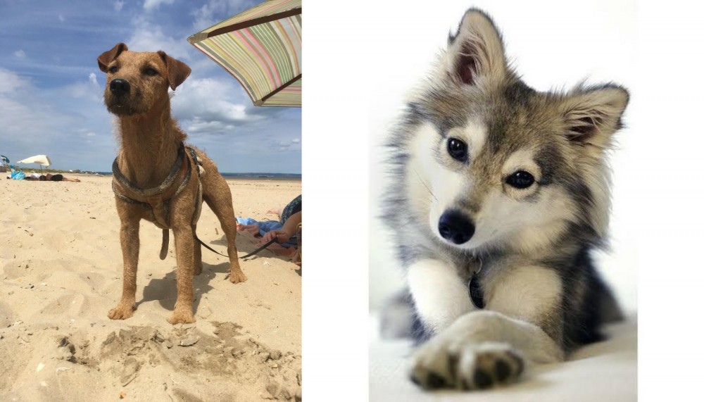 Miniature Siberian Husky vs Fell Terrier - Breed Comparison